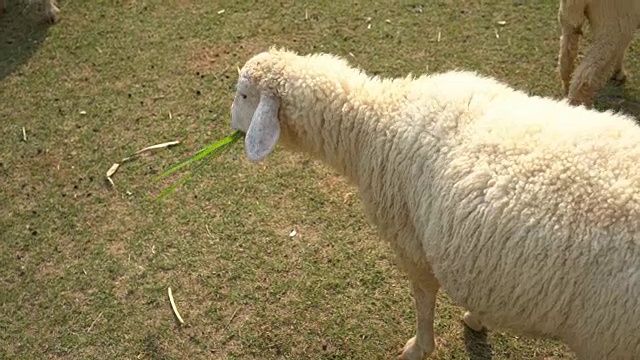 4羊吃草视频素材