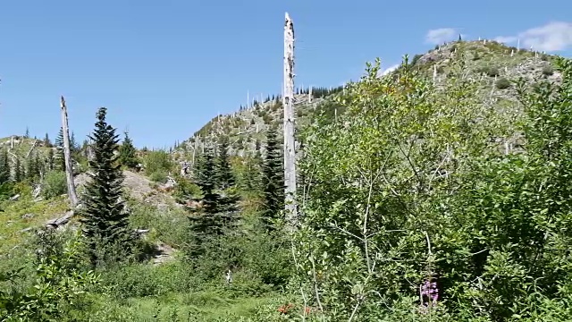 圣海伦斯山附近的枯树视频下载