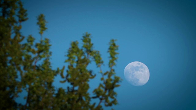 满月在夜晚的天空在树叶后面视频素材