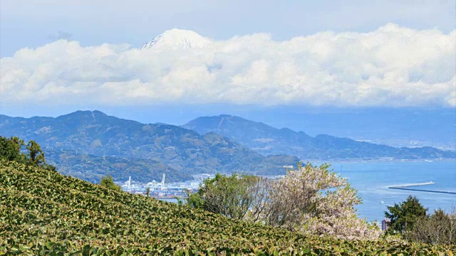 静冈县Nihondaira的绿茶农场，背景是惠山视频素材