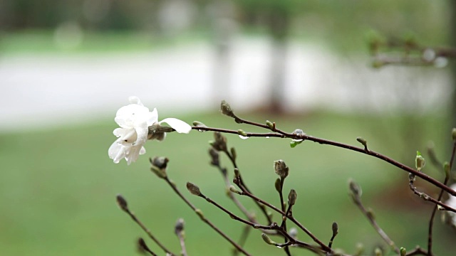 玉兰花在春雨季节盛开。4 k的视频。视频素材
