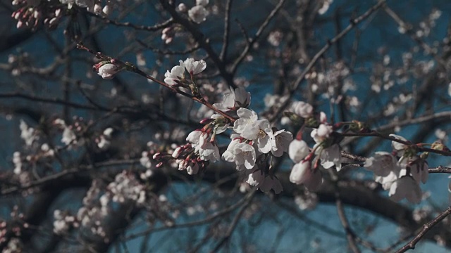 艳丽的樱花在高峰绽放。视频素材