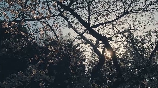 公园里的樱花在高峰时盛开。视频素材