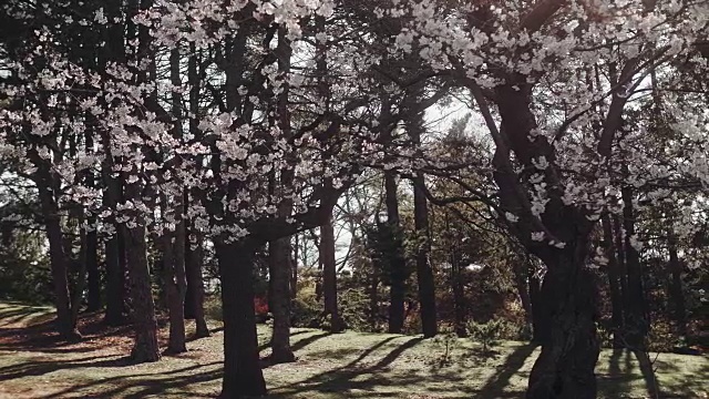 樱花盛开。视频素材