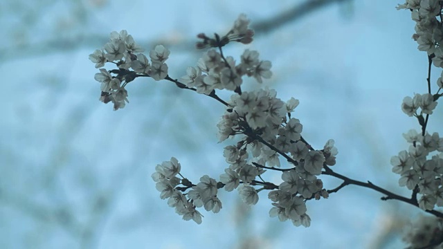 春天樱花盛开的高峰。视频素材