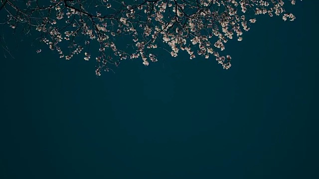 春天樱花盛开的高峰。视频素材