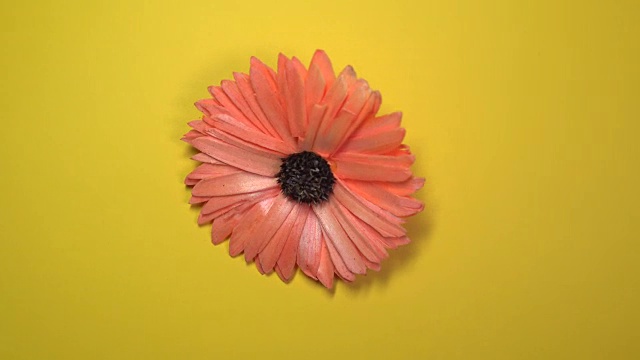 美丽的红色雏菊花快速旋转在旋转的黄色背景。视频下载