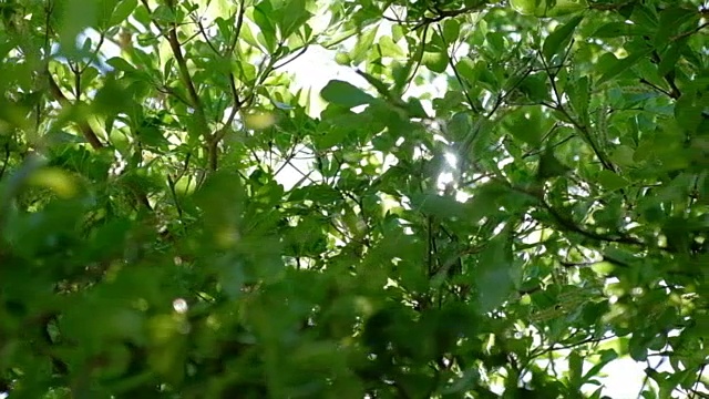 树叶和太阳耀斑视频素材