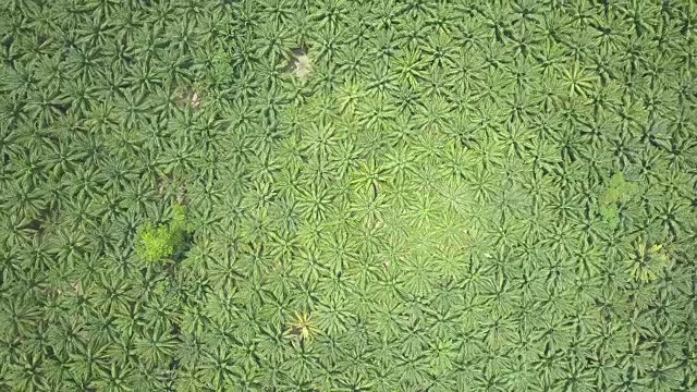 航拍:在棕榈油种植园上空飞行，破坏了美丽的异国情调栖息地。视频下载