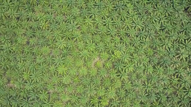 空中摄影:飞过大片的棕榈油种植园，热带森林正在被侵蚀。视频素材