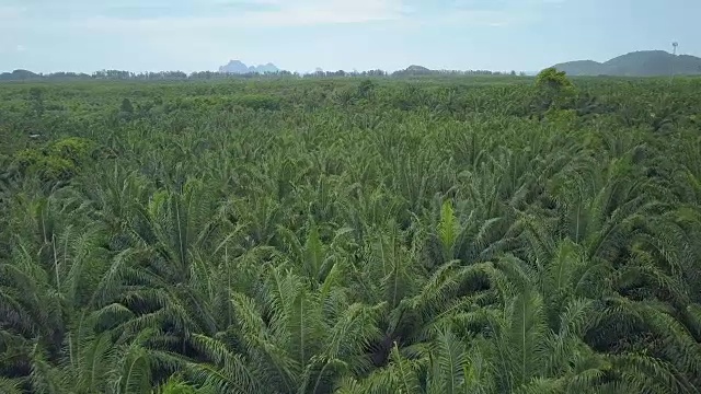 航拍:飞过一片棕榈油种植园。视频素材