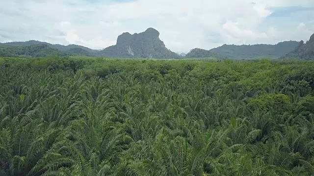 空中:向棕榈树种植园的尽头飞去，向远处的小山飞去。视频素材