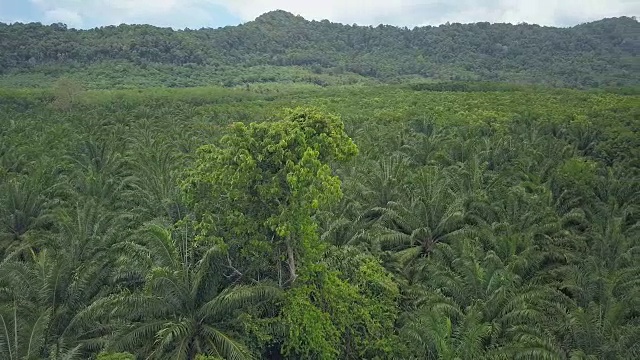 在一棵巨大的棕榈树农场中孤零零的树周围飞行。视频素材