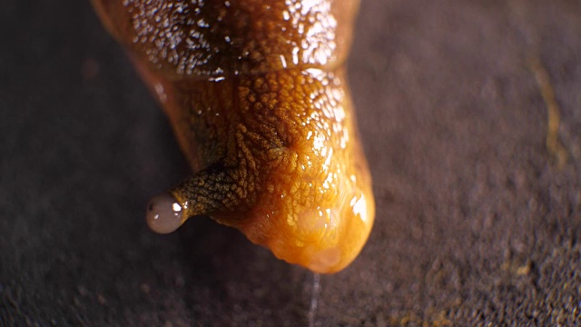 蜗牛微距镜头视频下载