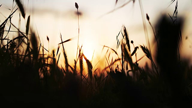 小麦的落日剪影视频素材
