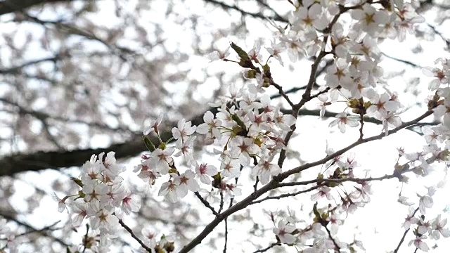 迎风摇曳的樱花，慢镜头视频素材