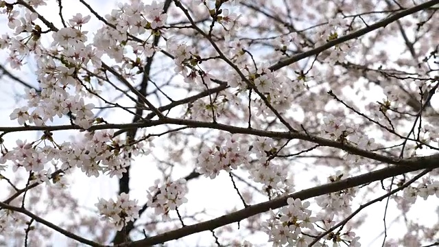 迎风摇曳的樱花，慢镜头视频素材