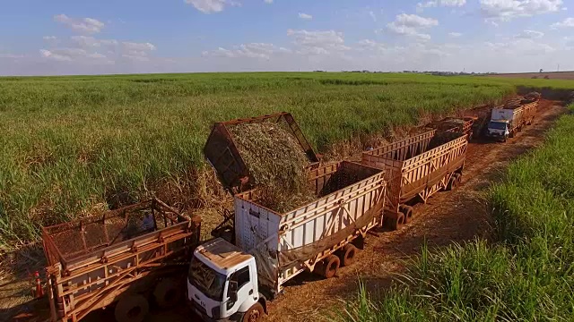 甘蔗收获种植园空中视频素材