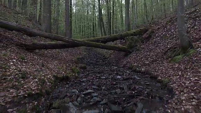 小溪流过落叶林视频下载