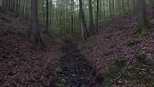 小溪流过落叶林视频素材