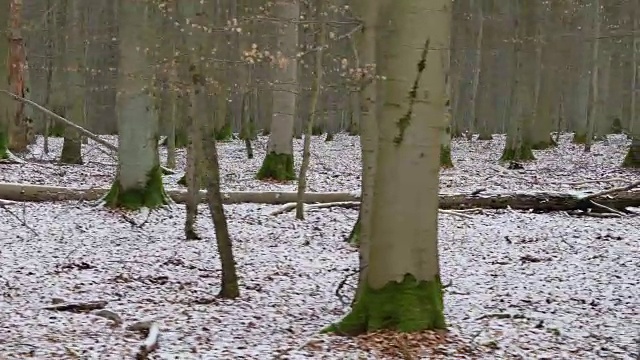 落叶树生长在积雪的森林地面上视频素材