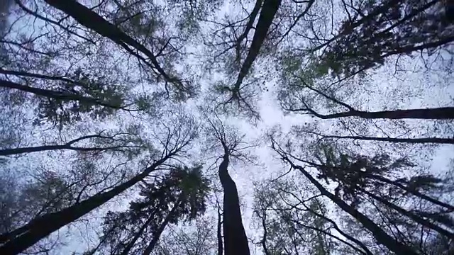高大的树木耸立在森林地面上视频素材
