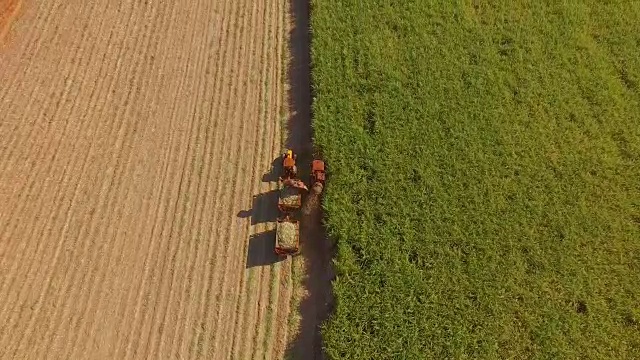 甘蔗收获种植园空中视频素材
