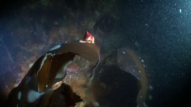 阿拉斯加海底海藻上的海螺。视频下载