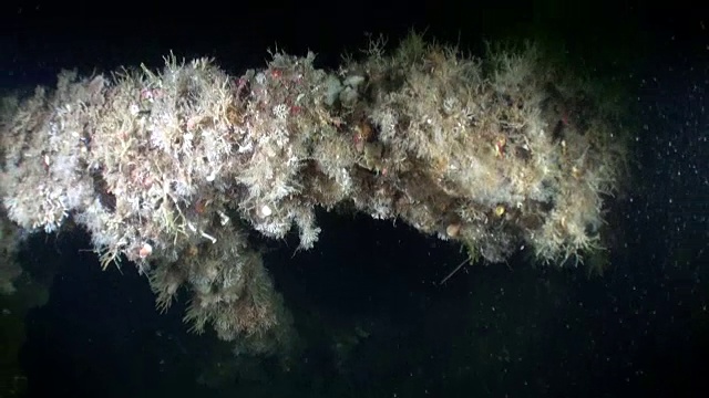 海洋生物的背景景观水下在阿拉斯加的海洋。视频下载