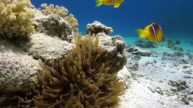 海葵和小丑鱼的背景水下沙底在红海。视频素材