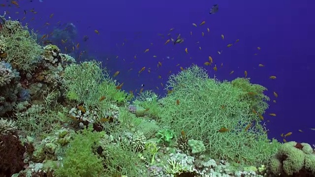 在红海的珊瑚的干净的蓝色背景下的鱼的学校。视频素材