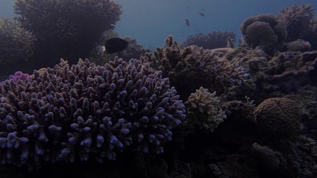 珊瑚礁视频素材