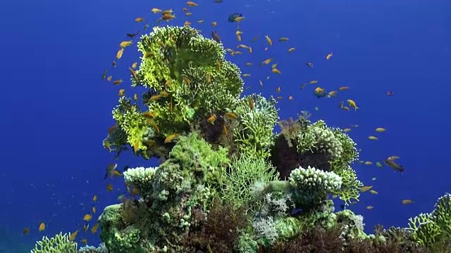 在红海的珊瑚的干净的蓝色背景下的鱼的学校。视频素材