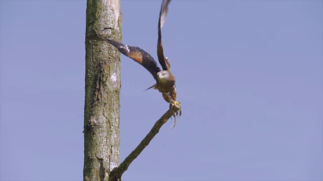 一只猛禽栖息在蓝天背景的树枝上视频素材