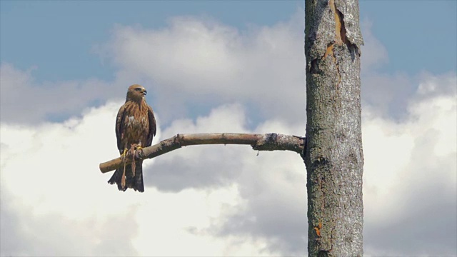 一只猛禽栖息在蓝天背景的树枝上视频素材