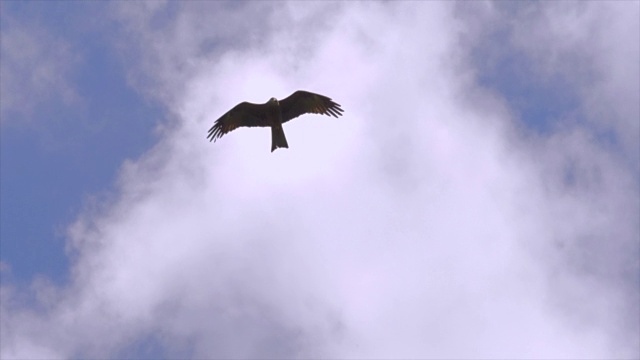 鸟在有云的蓝天环境中飞翔视频素材