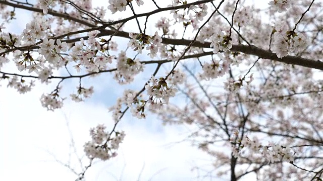 迎风摇曳的樱花和蓝天视频素材