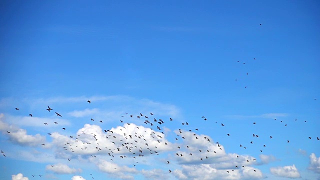 SLO MO -巨大的鸟群与Cloudscape飞行视频素材