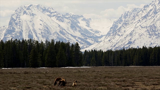 WS拍摄的著名灰熊#399和她的幼崽站在大提顿山脉前视频下载