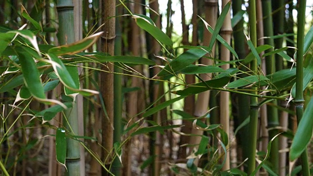 下午，在充满活力的绿色竹林中滑行视频下载