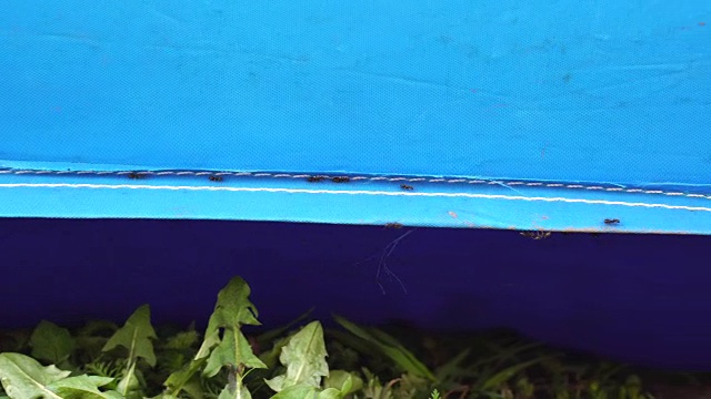 蚂蚁沿着蓝色面料的缝线奔跑，团队合作的理念视频下载