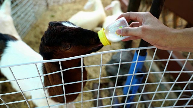 农场旅行就是给农场里的羊喂牛奶。视频下载