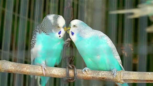 两只蓝色波浪鹦鹉锁在一个笼子里亲吻和调情。视频素材