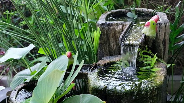有水生植物的喷泉的水视频下载