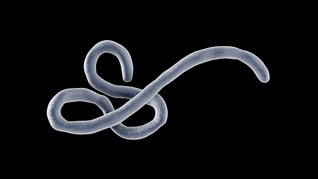 埃博拉病毒的3D动画在黑色背景和alpha视频素材