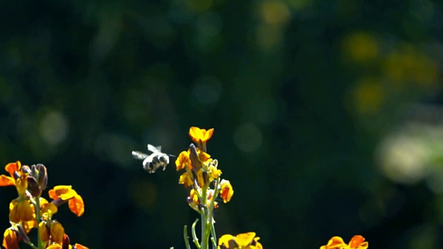 花上的蜜蜂视频素材