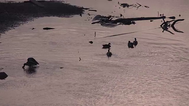 黎明前鸭子在河里游泳视频素材