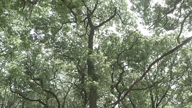 森林-慢盘视频下载