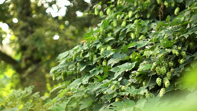 花园里有成熟的啤酒花球果的绿色灌木。缓慢的运动。1080p全高清视频视频素材