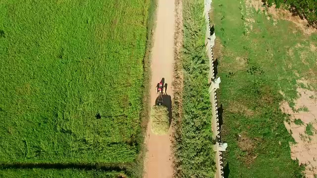 两轮拖拉机上的无人机载着沉重的稻草穿过稻田视频素材